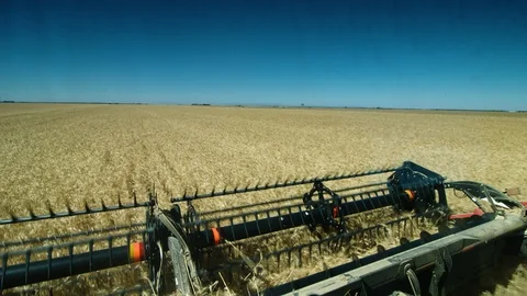 Handheld POV shot though windscreen of harvester driving through wheat field. Stock Footage 87878670