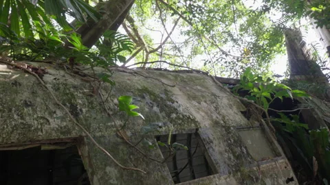 Handheld Pull Back Revealing Abandoned Cargo Plane Wreck in Jungle Stock Footage 314920922