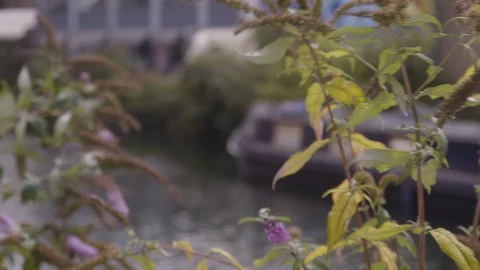 HANDHELD PULL FOCUS FROM PLANTS TO CANAL BOAT ON REGENTS CANAL IN LONDON Stock Footage 126658372