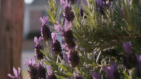 Handheld Pull Out Of Open Lavender Flowers with Highlights Stock Footage 133368061