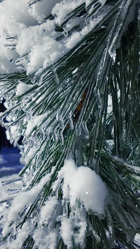 Handheld Push In Close Up Of Frozen Pine Branch At Night Stock Footage 327467683
