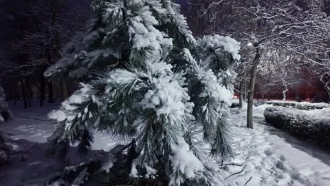 Handheld Push In To Frozen Pine Branch At Night Видео 328707701