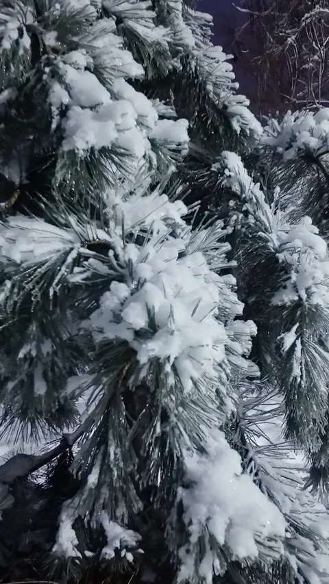 Handheld Push In To Frozen Pine Branch At Night Stock Footage 329559400