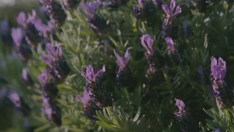 Handheld Push in On Open Lavender Flowers with Highlights Stock Footage 133018550