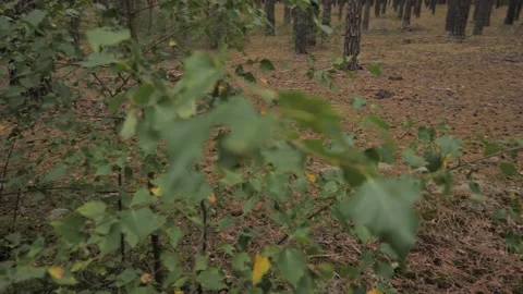 Handheld Push Through Pine Forest Clearing Late Summer Overcast Stock Footage 343131679