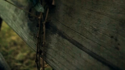 Handheld Push Towards Vines Growing On Wooden Playground Ladder Stock Footage 106679199