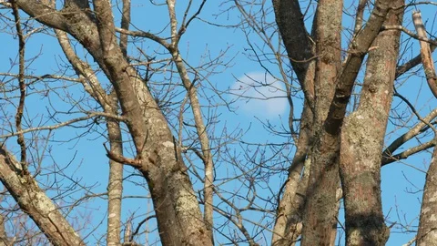 Handheld rack focus from branches to moon during day Stock Footage 128696216