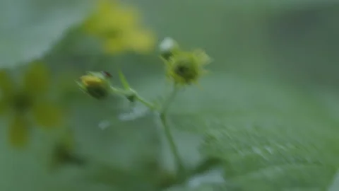 Handheld rack focus from buds to open yellow wildflower Видео 234828886