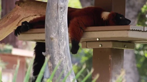 Handheld: Red Ruffed Lemur Relaxes in the Shade Stock Footage 79699573