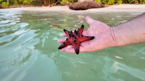 Handheld Red Starfish Over Tropical Beach Stock Footage 264815609