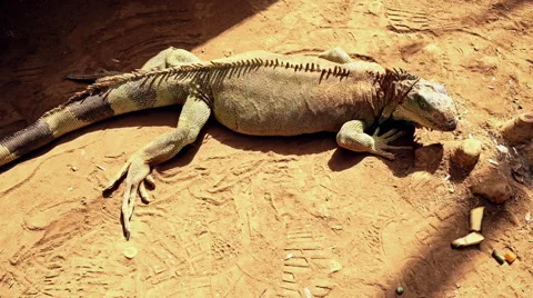Handheld shoot of huge Iguana. Stock Footage 58850009