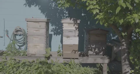 Handheld shot of 3 beehives Stock Footage 220577330