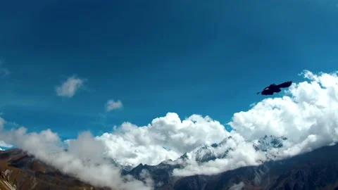 Handheld shot of Alpine Chough, which is also know as Yellow-Billed Crow Video stock 130373651