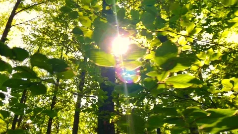 Handheld shot and low angle view of bright sunlight falling on leaves in forest Stock Footage 120428113