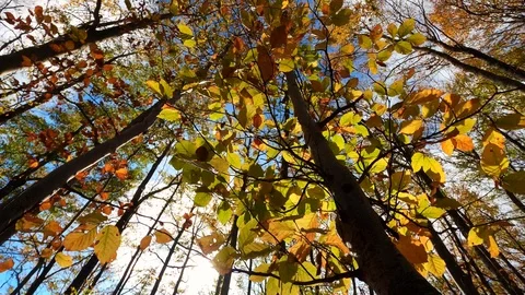Handheld shot and low angle view of forest trees against sun during autumn Stock Footage 120434371