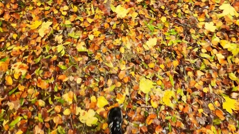 Handheld shot and overhead view of a person leg jogging on dry yellow leaves Stock Footage 120432906