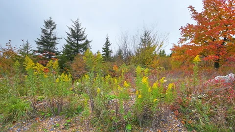 Handheld shot of autumn fall in Dolly Sods wilderness in West Virginia Video stock 148234555