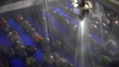 HANDHELD SHOT OF AVOCADO CLEANING PROCESS AT AN AVOCADO PROCESSING PLANT Stock-Footage 293781546