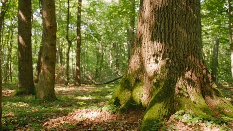 Handheld shot of a bald man touching tree trunk while standing in forest. Green Stock Footage 114130778