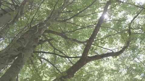 A handheld shot from the base of a towering tree Stock Footage 218599273