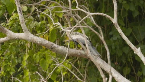 Handheld shot of bird sitting on thick tree branch, Tortuguero, Costa Rica Stock Footage 141250605