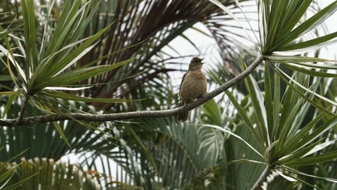 Handheld shot of bird sitting on thin tree branch, Tortuguero, Costa Rica Stock Footage 141248428