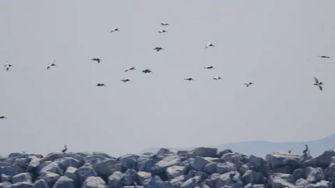 Handheld shot of birds flying in sky around rocky terrain, Ventura, California Vidéo 123740073