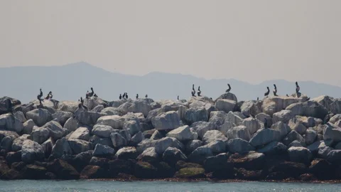 Handheld shot of birds sitting on rocks and other birds flying around, Ventura Vidéo 123740087