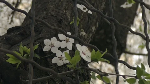 Handheld shot Blooming trees in spring in daylight Stock Footage 124020517