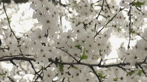 Handheld shot Blooming trees in spring in daylight Stock Footage 124020523