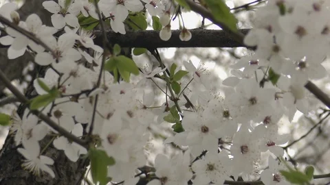 Handheld shot Blooming trees in spring in daylight Stock Footage 124020611