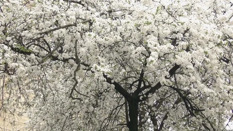 Handheld shot Blooming trees in spring in daylight Stock Footage 124021602