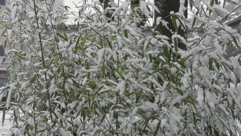 Handheld shot branches of green tree in winter city close up at dayligh Stock Footage 121037003