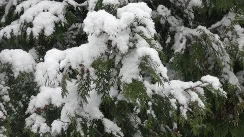 Handheld shot branches of Thuja tree in winter city close up at dayligh Stock Footage 121037745
