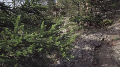 Handheld shot. Camera shooting with 3 Axis Gimbal. Stock Footage 112607411