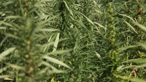 Handheld shot of cannabis plants Stock Footage 93668218