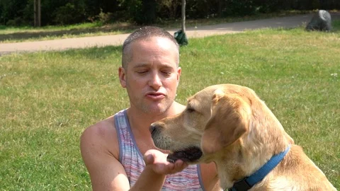 Handheld shot of Caucasian man caressing his pet dog in the park Stock-Footage 114849989