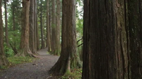 Handheld shot of a cedar forest path in Hakone Japan Stock Footage 321132074