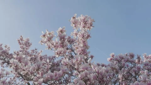 Handheld shot of Cherry Blossoms in bloom against a blue sky Stock Footage 273277948