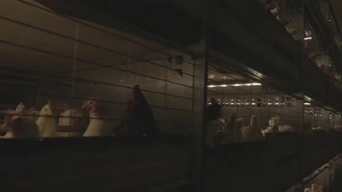 Handheld Shot Chicken Cages Inside Farm Stock Footage 231500873