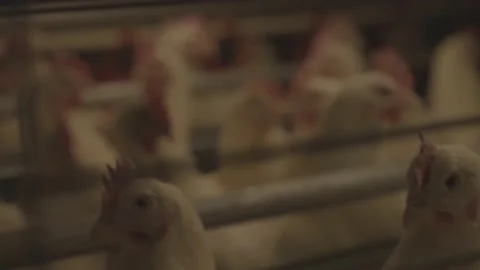 Handheld Shot Of Chickens Inside Chicken Farm Stock Footage 231500643