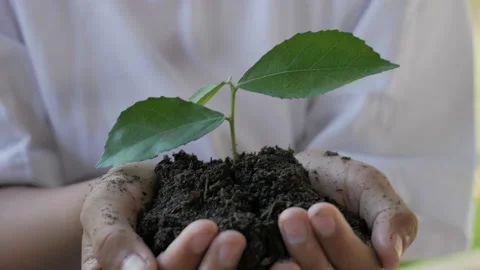 Handheld shot, Close up hands holding small tree green leaf. Stock-Footage 200116836