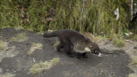 Handheld Shot Coati Walking on Trail Irazú Volcano National Park Costa Rica Stock Footage 336320911
