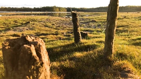 Handheld shot of a cut down trees on green landscape Stock Footage 122518545