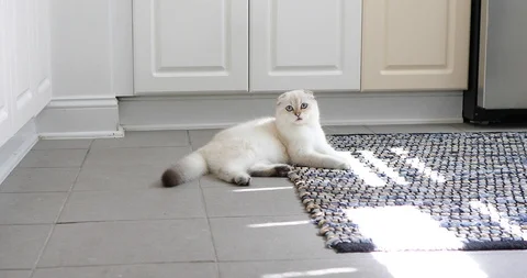 Handheld shot of cute Scottish Fold cat looking at camera while lying on floor Stock Footage 120426133