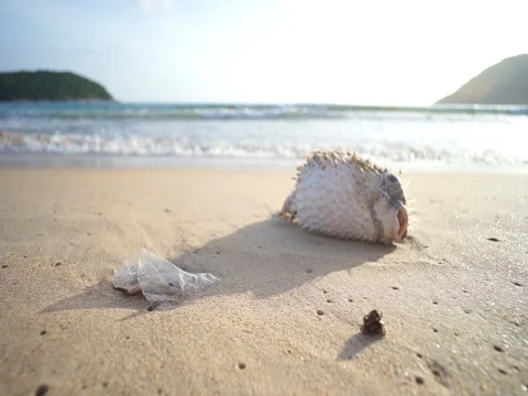 Handheld shot of dead puffer fish with flies and plastic bag on beach Stock-Footage 91351864