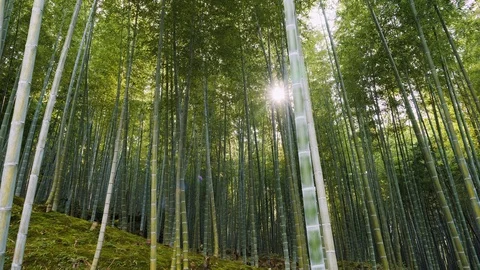 Handheld shot of dense bamboo forest with sun shining through leaves, Japan Stock Footage 146139477