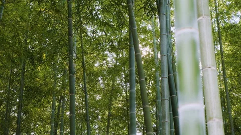 Handheld shot of dense bamboo forest with sun shining through leaves in Japan Stock Footage 146139682