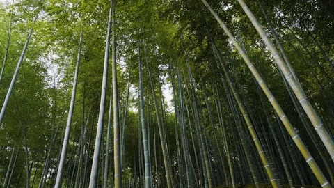 Handheld shot of dense bamboo forest bending in the wind on cloudy day, Kyoto Stock Footage 146139802