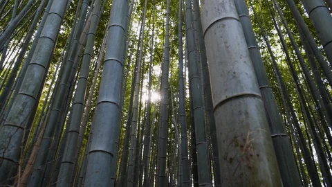 Handheld shot of dense bamboo forest with sun shining through leaves, Japan Stock Footage 146139933